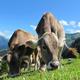 ¿Mi empresa necesita un Compliance? Sector Alimentario #Compliance