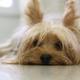 Guarda y custodia de mascotas: ¿Quién se queda con ellas en caso de separación o divorcio?
