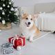 Regalar animales en Navidad: las obligaciones legales de los dueños de mascotas