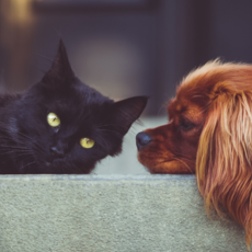El nuevo estatuto jurídico de los animales