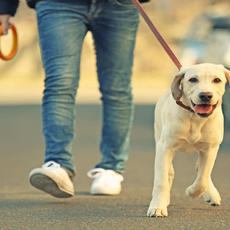 La CNMC propone suprimir la obligatoriedad de superar un curso a los propietarios de perros en la futura normativa sobre protección, derechos y bienestar de los animales