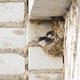 Una sentencia impide la destrucción de nidos en edificios