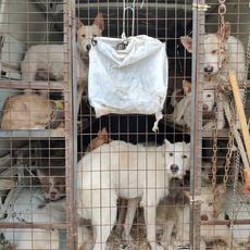 El delito de abandono animal: el peligro para vida y la integridad del animal