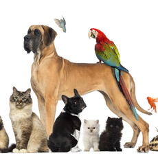 Ley de bienestar animal: entre vacíos legales y nuevos derechos para mascotas