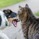 Condenado por tres delitos de maltrato animal tras azuzar a perros para dar muerte a gatos de la colonia el Espigón de la Barceloneta