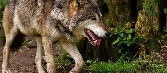 Abogada General del TJUE propone reconocer protección atenuada al lobo al norte del Duero