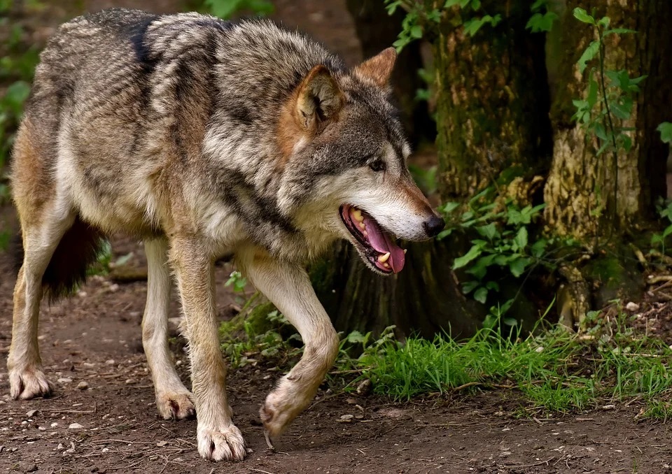Abogada General del TJUE propone reconocer protección atenuada al lobo al norte del Duero