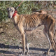 Condenado a un año de prisión por un delito continuado de maltrato animal en Torreperogil (Jaén) 