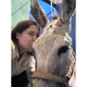 “No quiero pedir permiso para salvarle la vida”: una adoptante denuncia presiones de una protectora para eutanasiar a su burro 