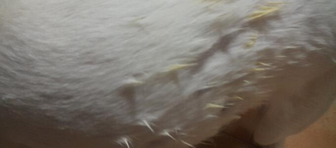 La justicia condena a un hombre por maltrato animal tras lanzar una sustancia cáustica a un perro en Relleu (Alicante)