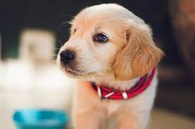La solvencia técnica en contratos de protección animal