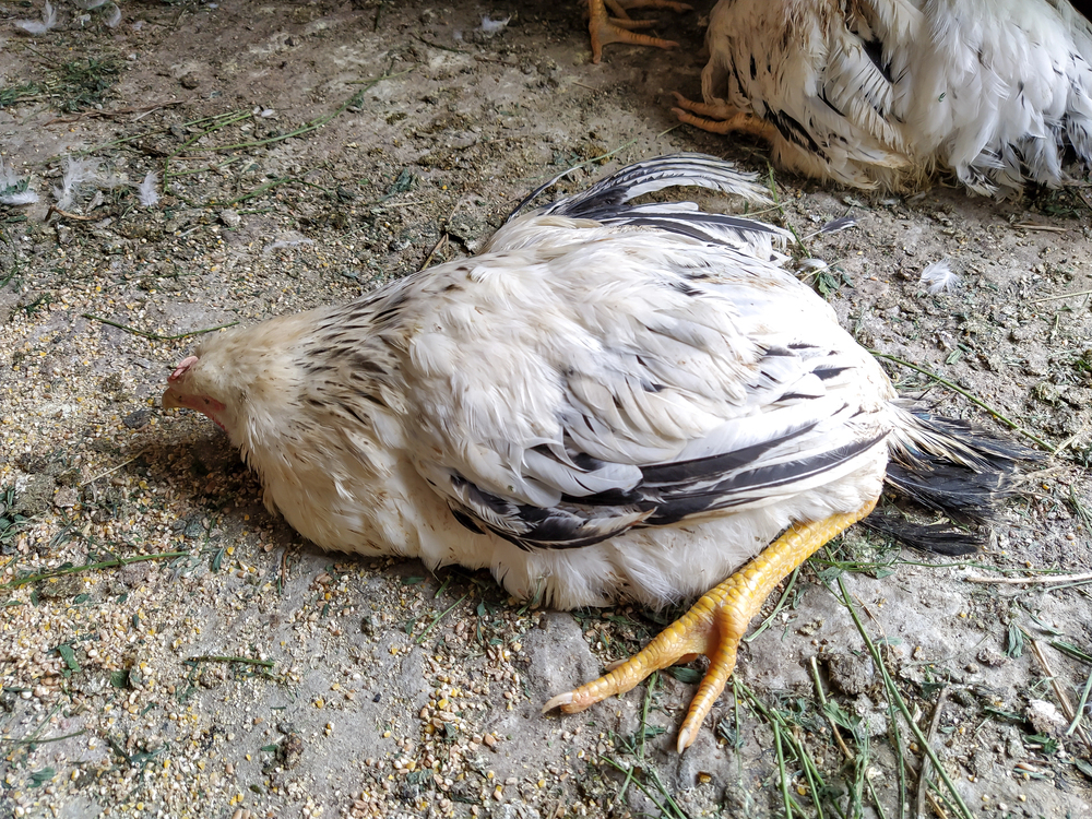 Un juzgado de Barcelona condena a dos personas por maltrato animal en ritos de santería