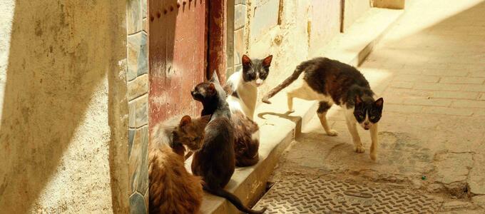 Las cifras de abandono se estancan y la presión sobre las protectoras sigue: en 2025 más de 285.000 perros y gatos ingresaron en centros de acogida