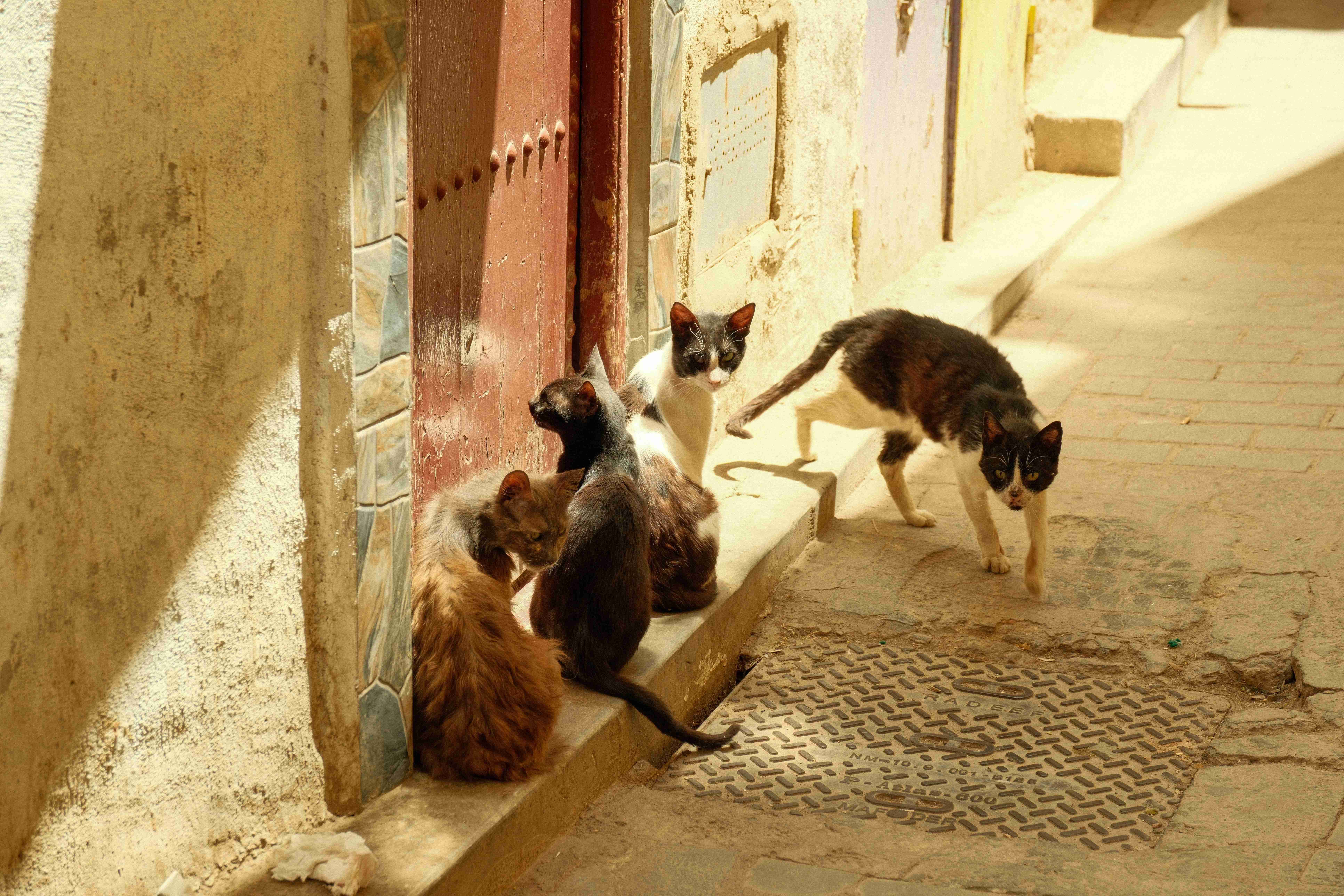 Las cifras de abandono se estancan y la presión sobre las protectoras sigue: en 2025 más de 285.000 perros y gatos ingresaron en centros de acogida