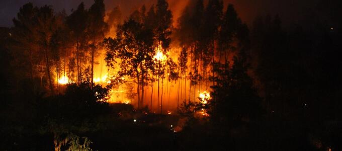 INTERCIDS propone reformar la normativa para proteger a la fauna y los ecosistemas tras los incendios forestales