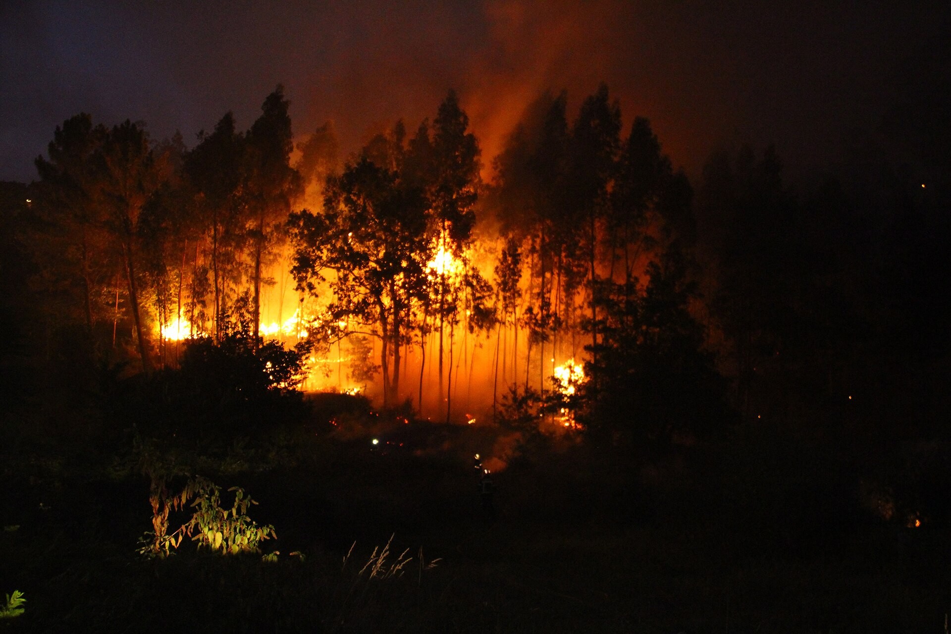 INTERCIDS propone reformar la normativa para proteger a la fauna y los ecosistemas tras los incendios forestales