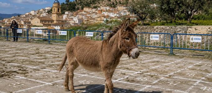 Una protectora de Xixona denuncia “la cagà de la burreta”: 1.500 euros de premio a costa de un animal