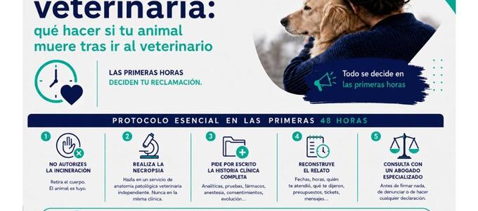 Negligencia veterinaria: qué hacer en las primeras horas si tu animal muere tras ir al veterinario