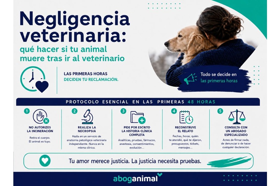 Negligencia veterinaria: qué hacer en las primeras horas si tu animal muere tras ir al veterinario