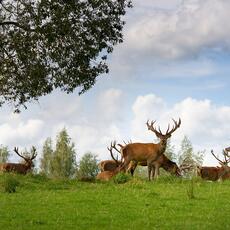 Why Local Gardeners Trust Professional Deer Control Services In Chester County PA