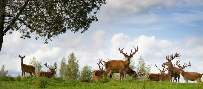 Why Local Gardeners Trust Professional Deer Control Services In Chester County PA