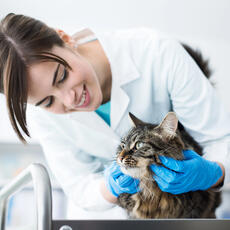 Críticas en redes que acaban en condena: cuando atacar a un veterinario deja de ser “solo una opinión”