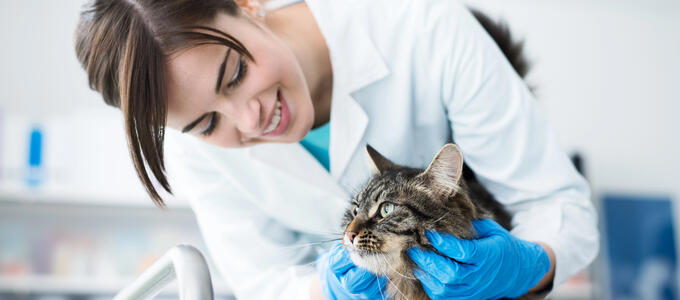 Críticas en redes que acaban en condena: cuando atacar a un veterinario deja de ser “solo una opinión”