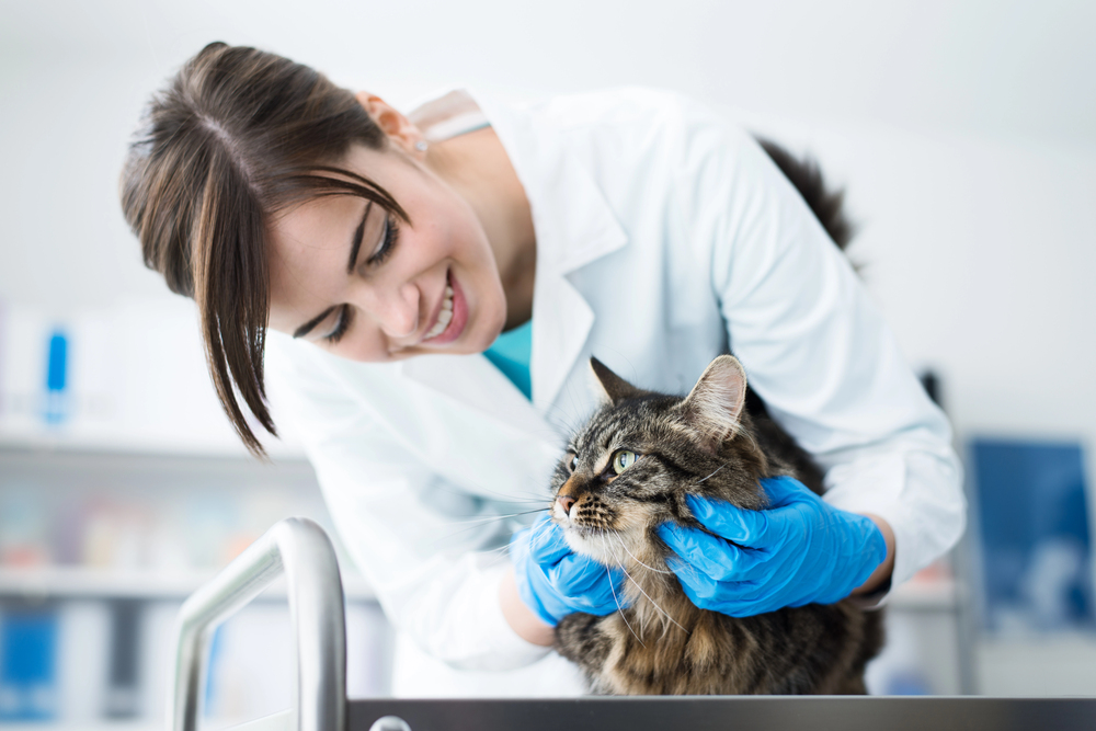 Críticas en redes que acaban en condena: cuando atacar a un veterinario deja de ser “solo una opinión”
