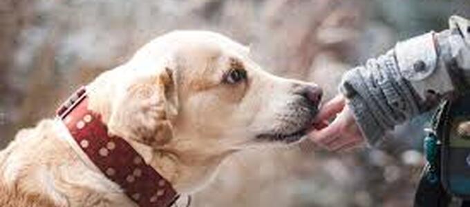 ¿Puede una protectora retener un animal por impago de gastos veterinarios? El debate legal que ya afecta a cientos de casos