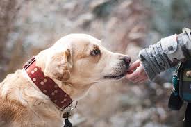 ¿Puede una protectora retener un animal por impago de gastos veterinarios? El debate legal que ya afecta a cientos de casos