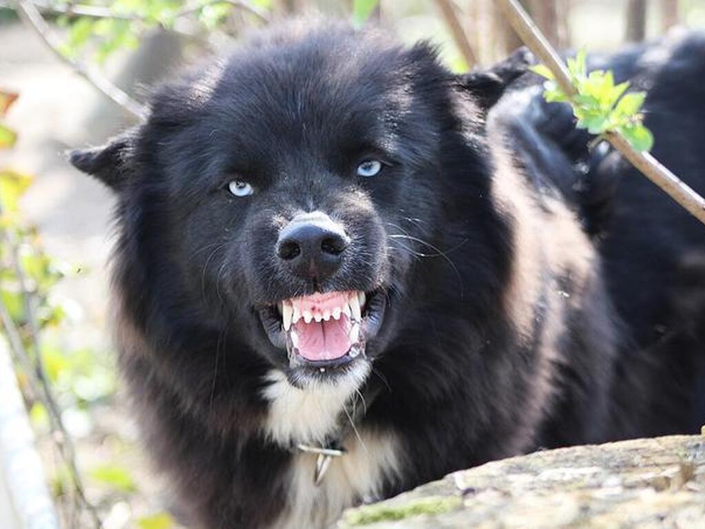 Una compostelana recibirá más de 8.000 euros tras ser mordida por un perro: condenados el dueño del animal y su aseguradora
