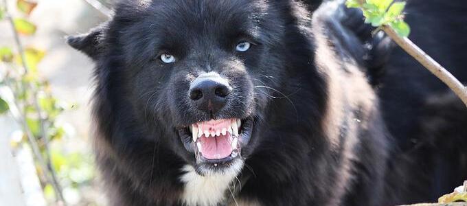 Una compostelana recibirá más de 8.000 euros tras ser mordida por un perro: condenados el dueño del animal y su aseguradora