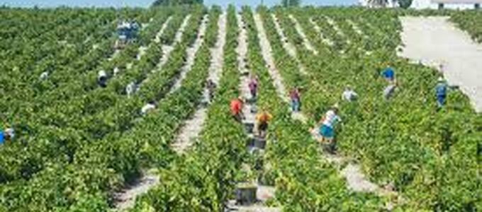 ¿Cómo tributan las ayudas de la PAC en el IRPF si eres particular y no un agricultor profesional?