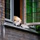 Animales y conflictos vecinales: ¿pueden mis vecinos prohibirme tener animales?